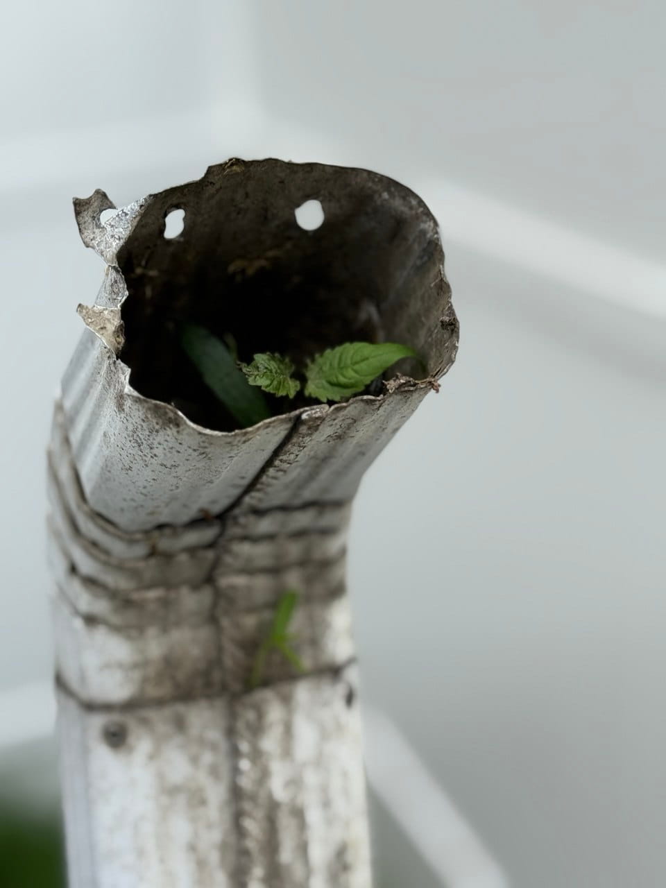 Severely corroded and structurally failed downspout with plant growing through cracked metal — requires replacement