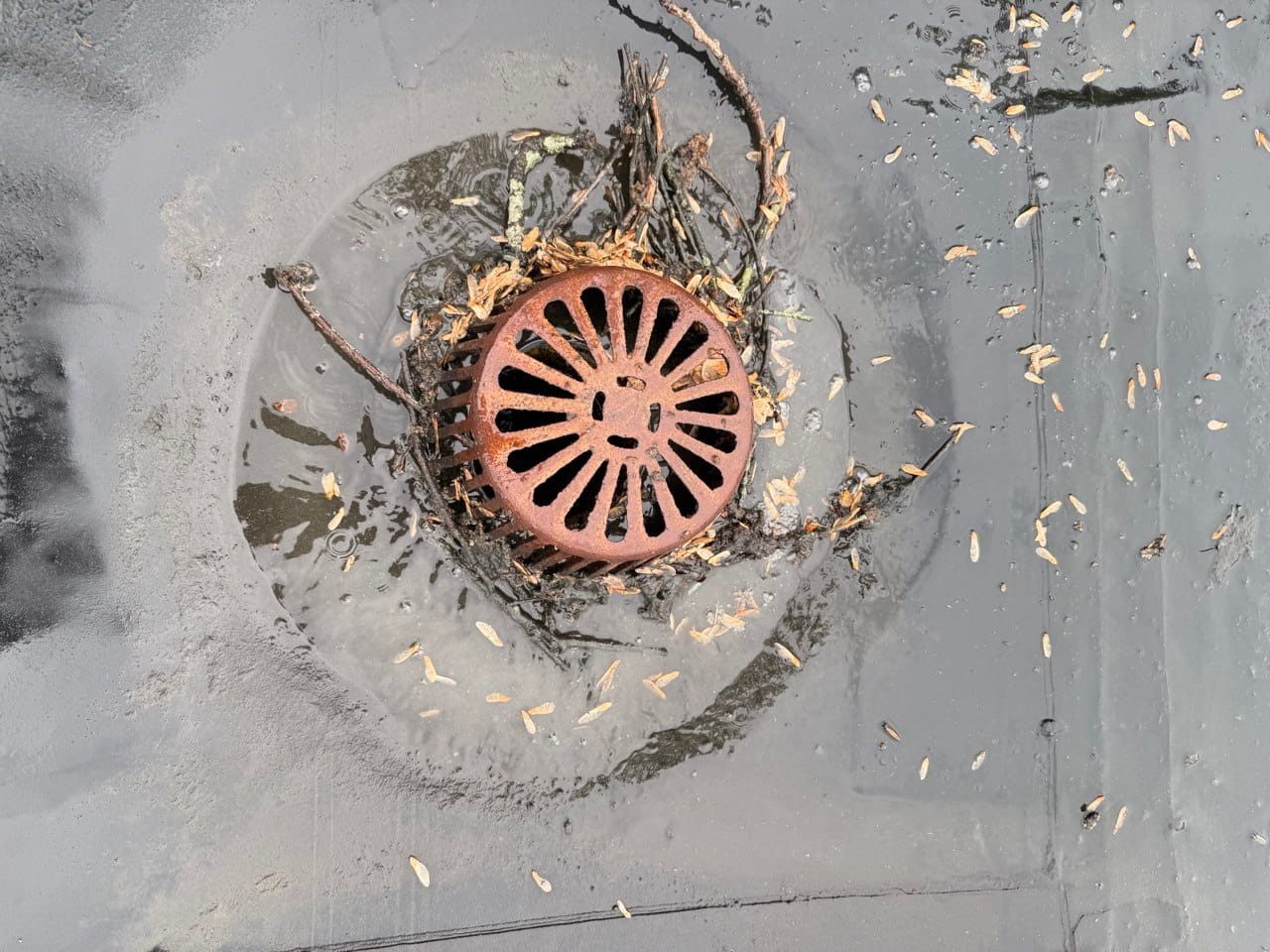 Flat Roof Drain Blocked by Debris