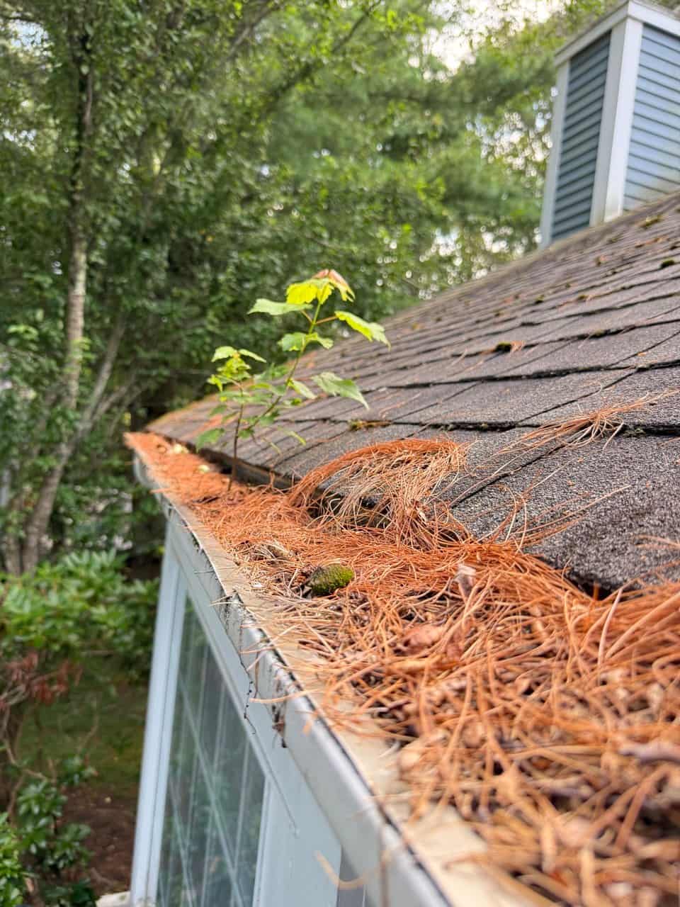 Clogged gutter packed with pine needles cleared during seasonal maintenance